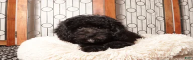 Ben Shy Mini Poodle - ICA