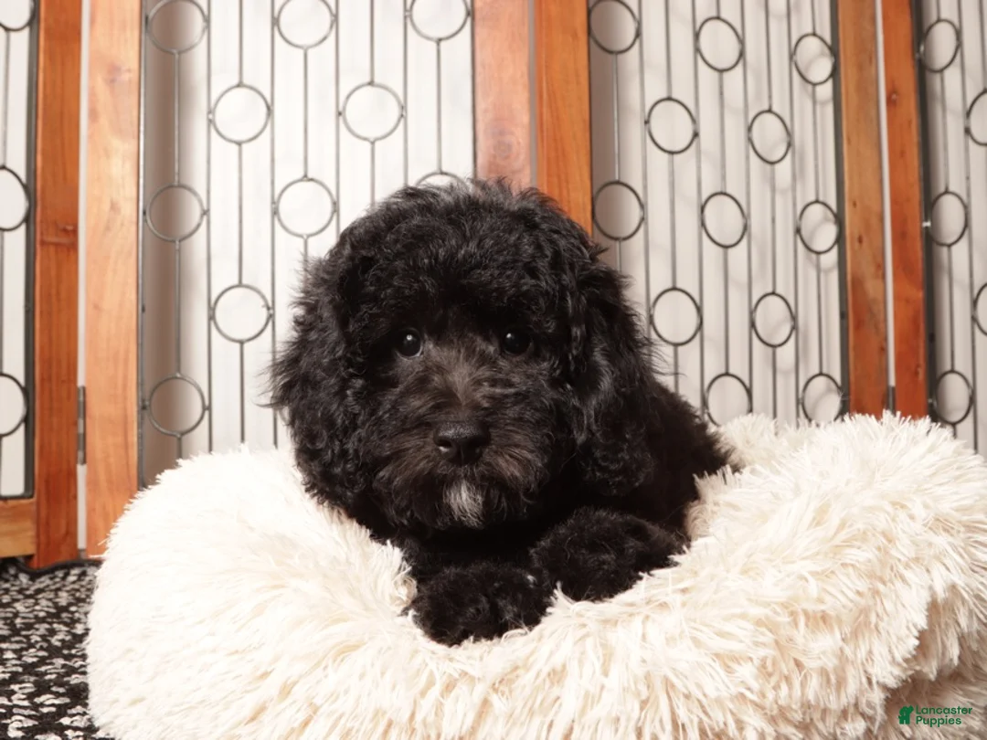 Miniature Poodle dogs for sale: Ben Shy Mini Poodle - ICA - Ad 1