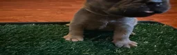 French Bulldog dogs for sale: Clover - Ad 3