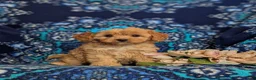 Cavapoo dogs for sale: Chrissa - Ad 2