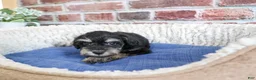 Miniature Schnauzer dogs for sale: Jonah - Ad 11