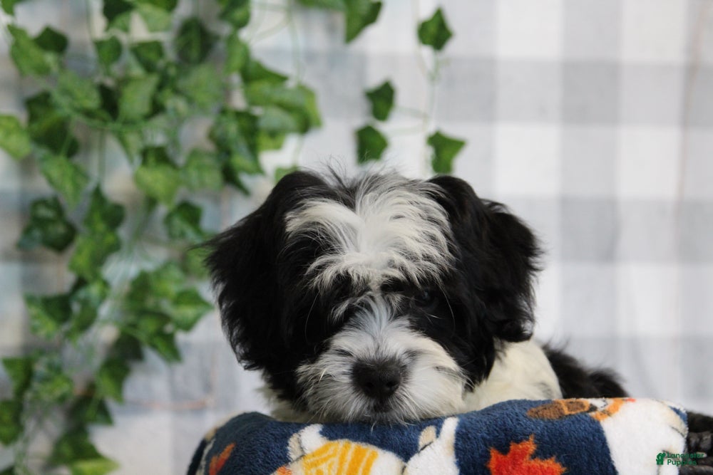 Bichpoo dogs for sale: Dasher - Ad 2