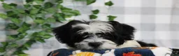 Bichpoo dogs for sale: Dasher - Ad 2
