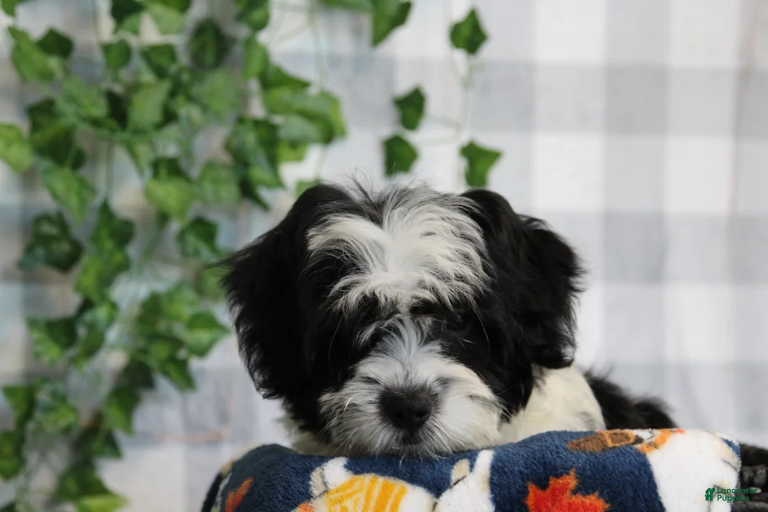 Bichpoo dogs for sale: Dasher - Ad 2