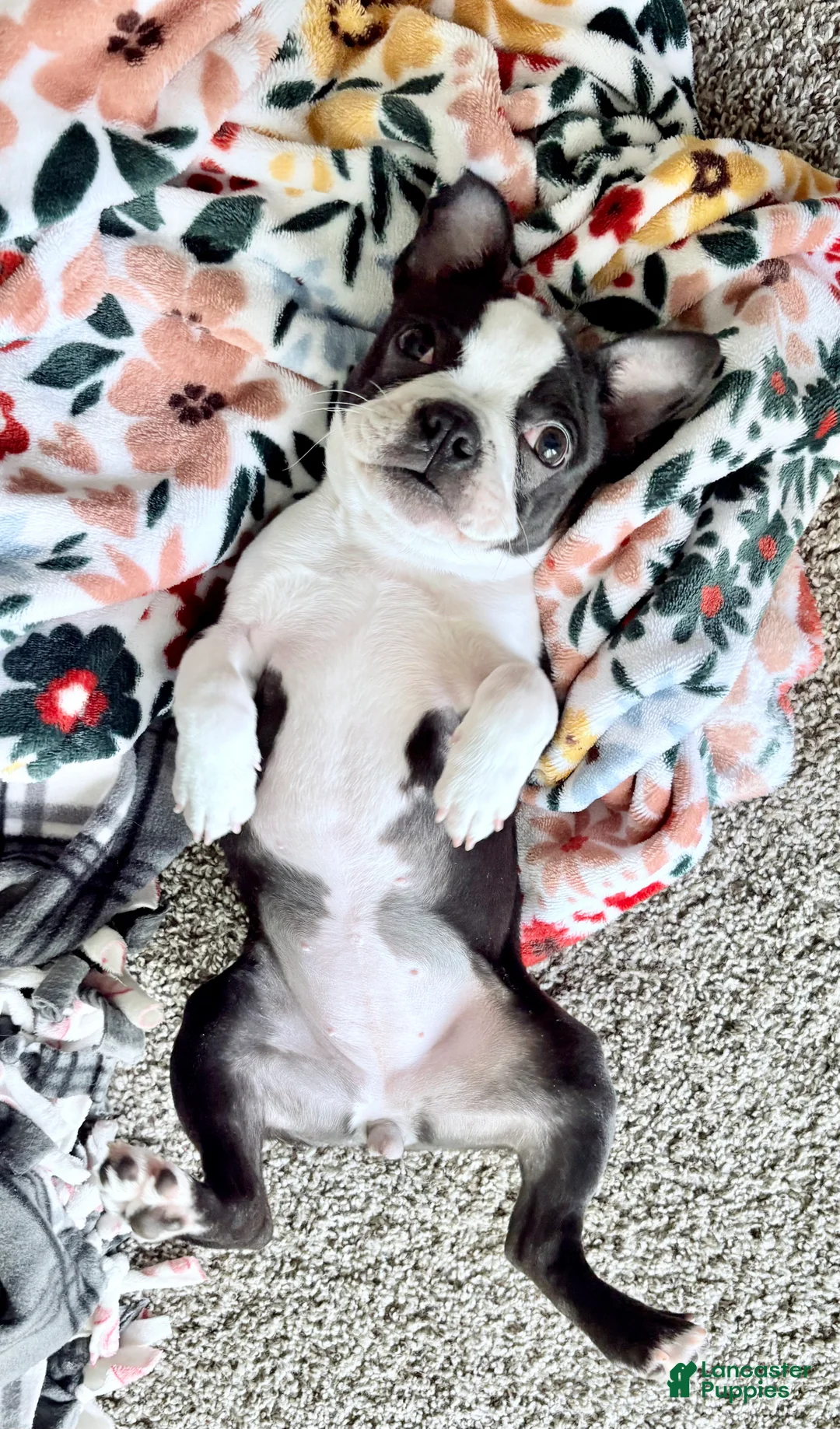 Boston Terrier dogs for sale: Boston Terrier Puppy 2 - Ad 3