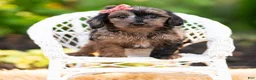 Yorkiepoo dogs for sale: Esmeralda - Ad 6