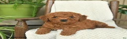 Mini Goldendoodle dogs for sale: Captain - Ad 2