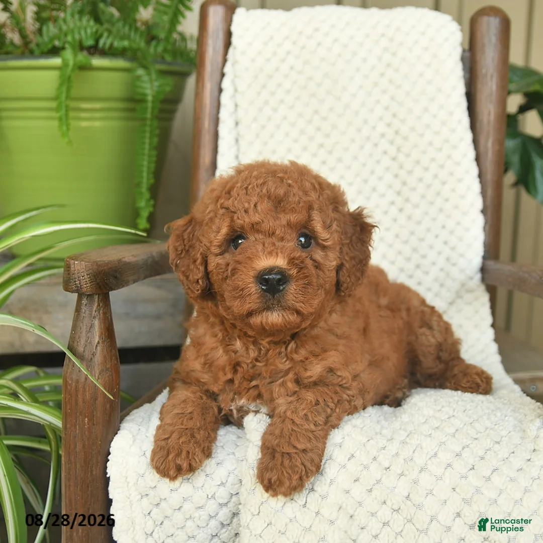 Mini Goldendoodle dogs for sale: Captain - Ad 2