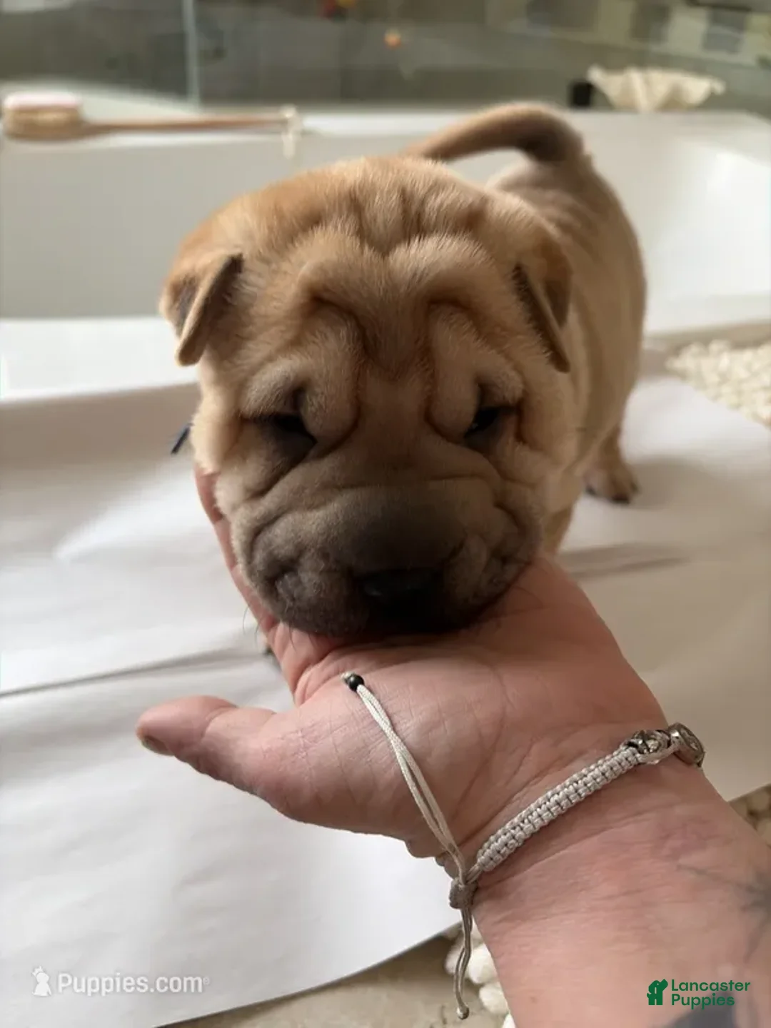 Shar Pei dogs for sale: Shar Pei Puppy 6 - Ad 5