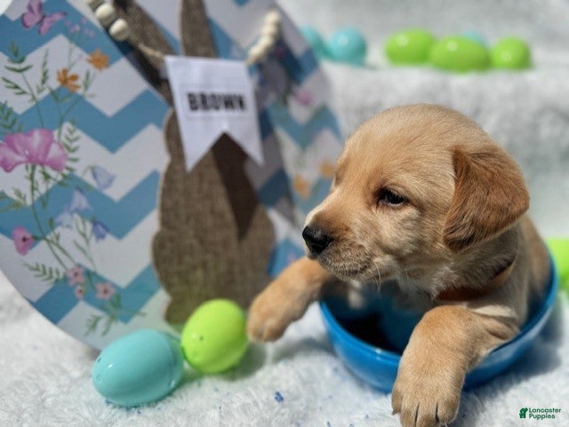 Labrador Retriever dogs Brown Collar Male - Ad 42