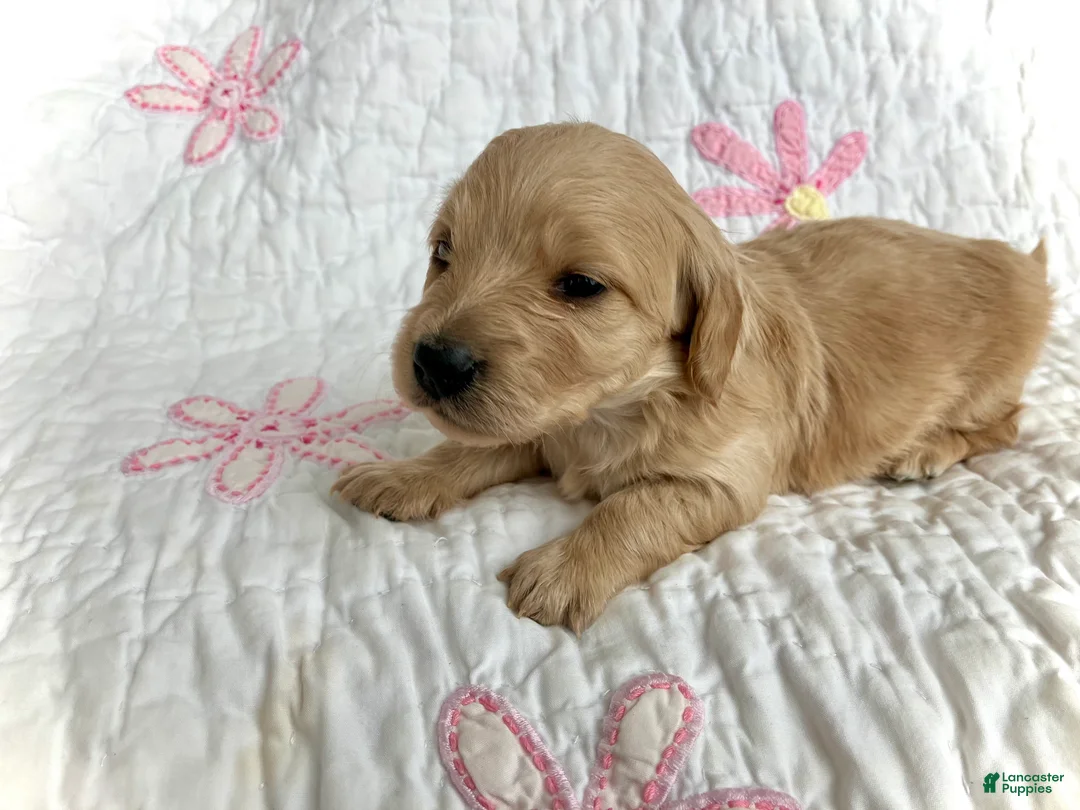 Miniature Dachshund dogs for sale: Mr. Spaghetti Noodle of Fettuccine Villa - Ad 3