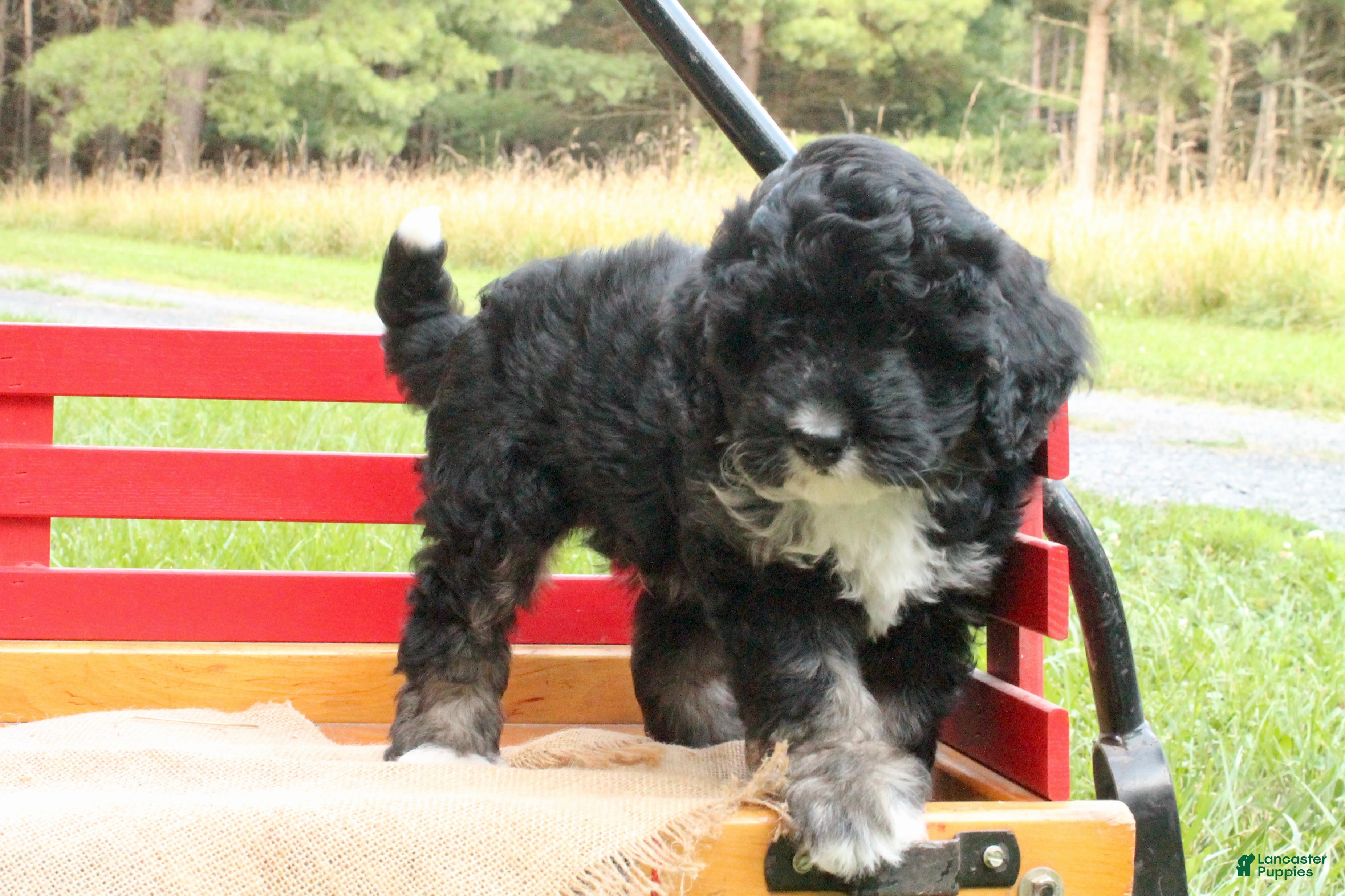 Mini Bernedoodle dogs Bruno - Ad 2