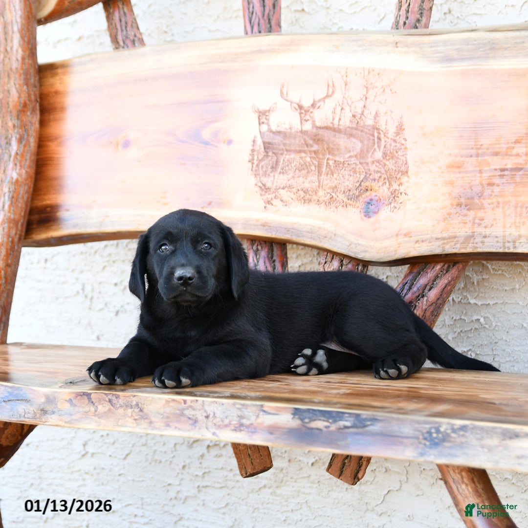 Labrador Retriever dogs for sale: Zane - Ad 4