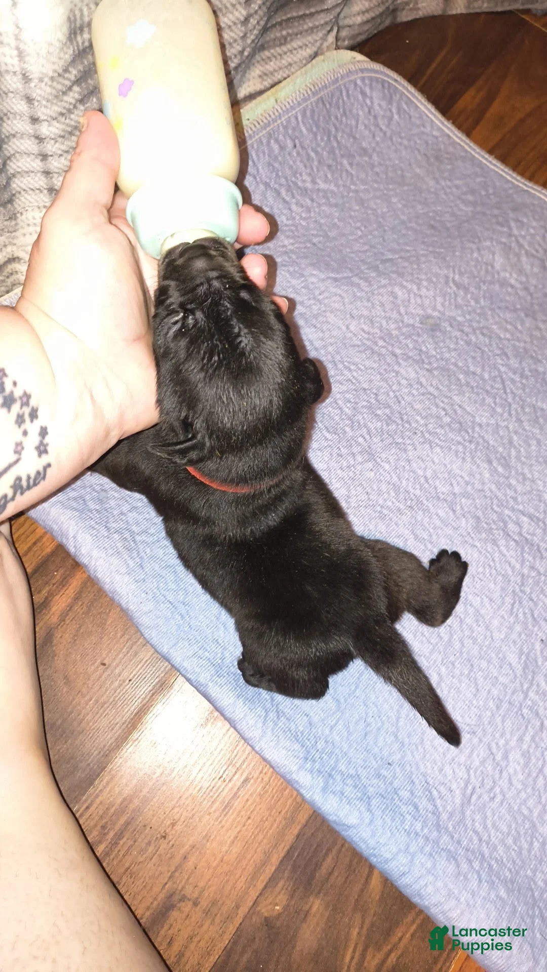 Mixed Breed dogs for sale: Red boy  - Ad 1