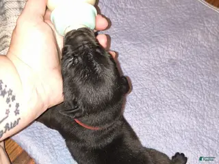 Mixed Breed dogs Red boy - Ad 37