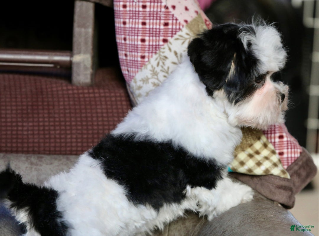 Shihpoo dogs for sale: Oliver - Ad 8