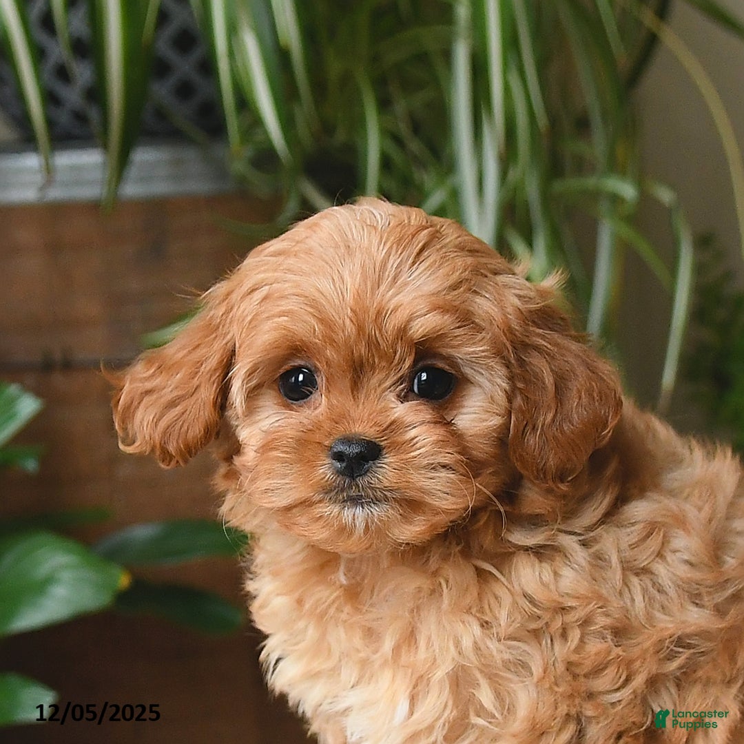 Cavapoo dogs for sale: London - Ad 5
