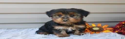 Yorkshire Terrier dogs for sale: Master - Ad 6