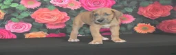 Great Dane dogs for sale: Great Dane 1 - Ad 4