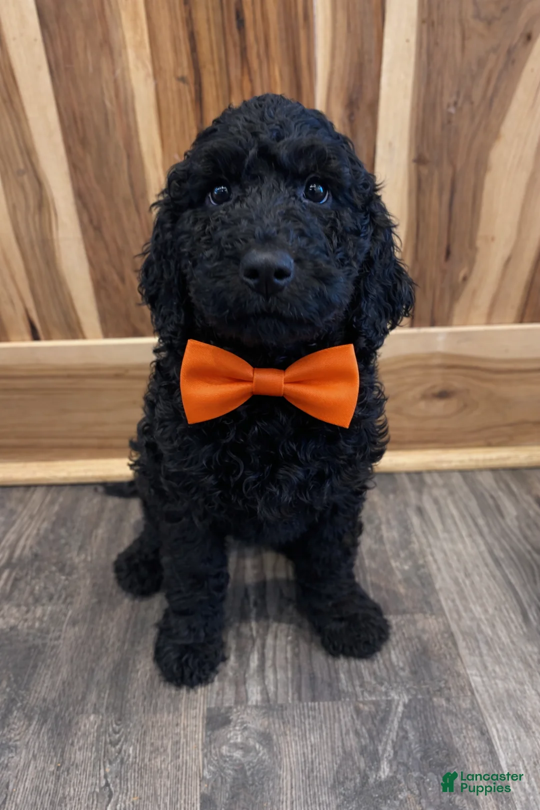 Labradoodle dogs for sale: Labradoodle Puppy 3 - Ad 1