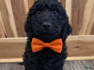 Labradoodle dogs Labradoodle Puppy 3 - Ad 30