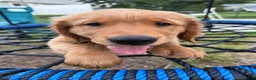 Golden Retriever dogs for sale: Simba - Ad 3