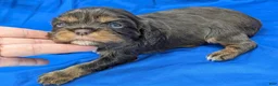 Cavalier King Charles Spaniel dogs for sale: Chocolate tri girl 2 - Ad 3
