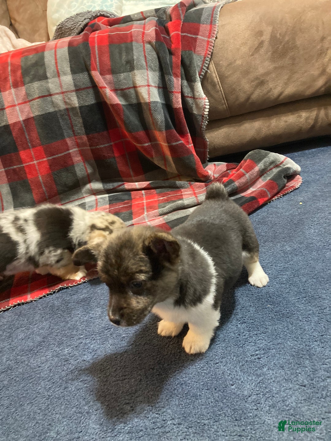 Mixed Breed dogs for sale: Trina - Ad 5