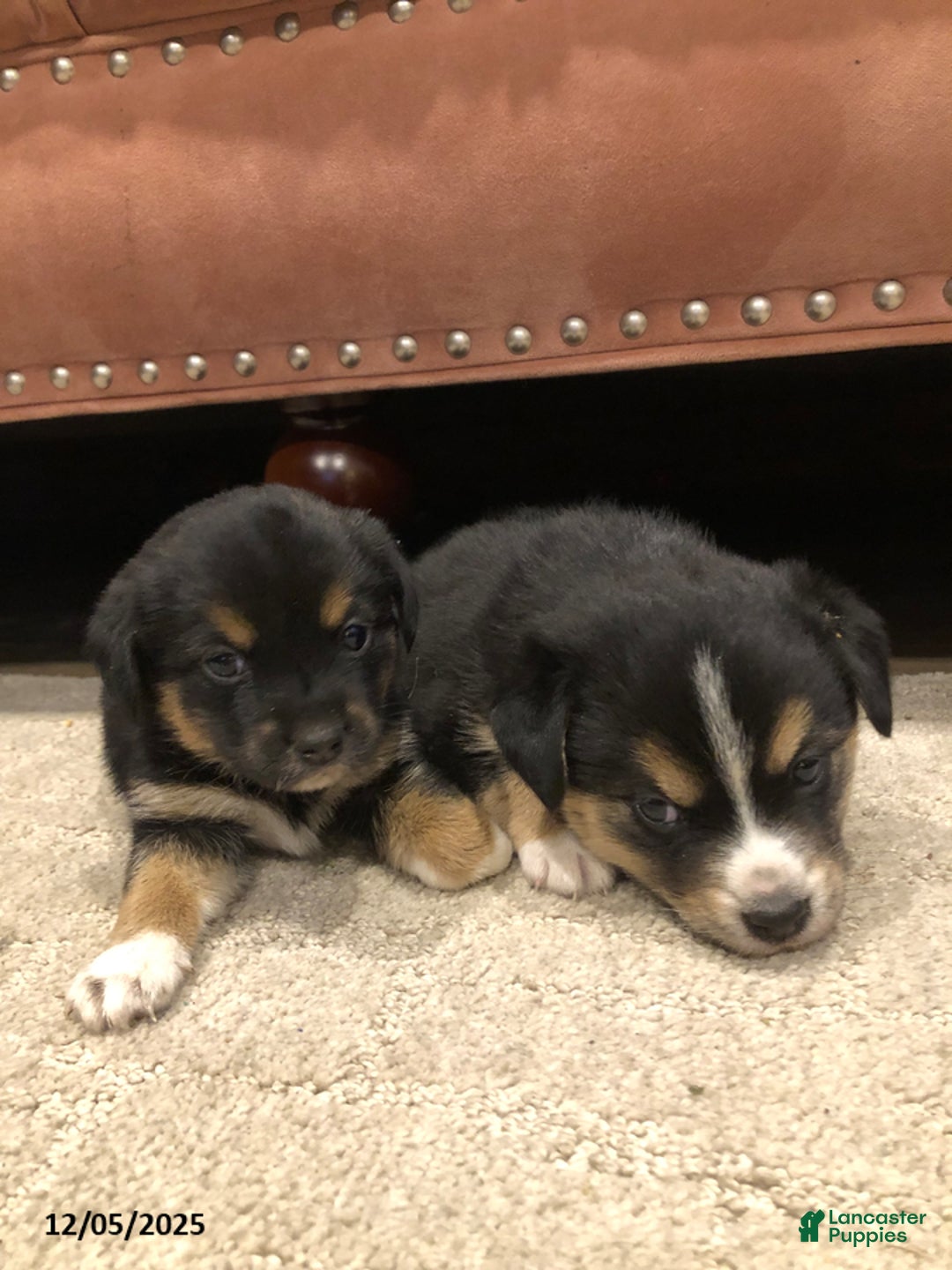 Mixed Breed dogs for sale: Storm - Ad 3