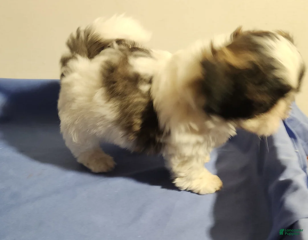 Shih Tzu dogs for sale: Boy - Ad 2