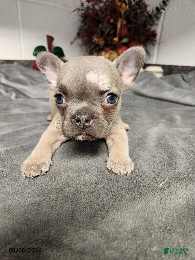 French Bulldog dogs Austin - Ad 1