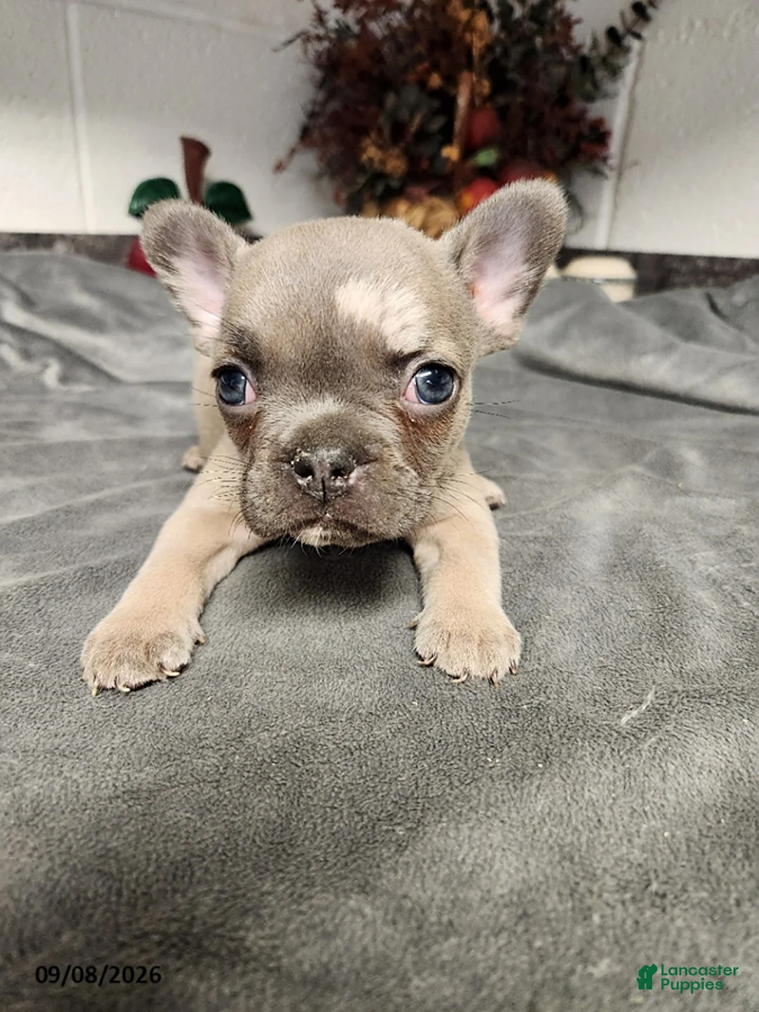 French Bulldog dogs for sale: Austin - Ad 1