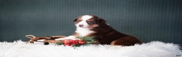Miniature Australian Shepherd dogs for sale: Daisy - Ad 7