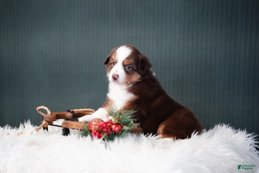 Miniature Australian Shepherd dogs for sale: Daisy - Ad 7