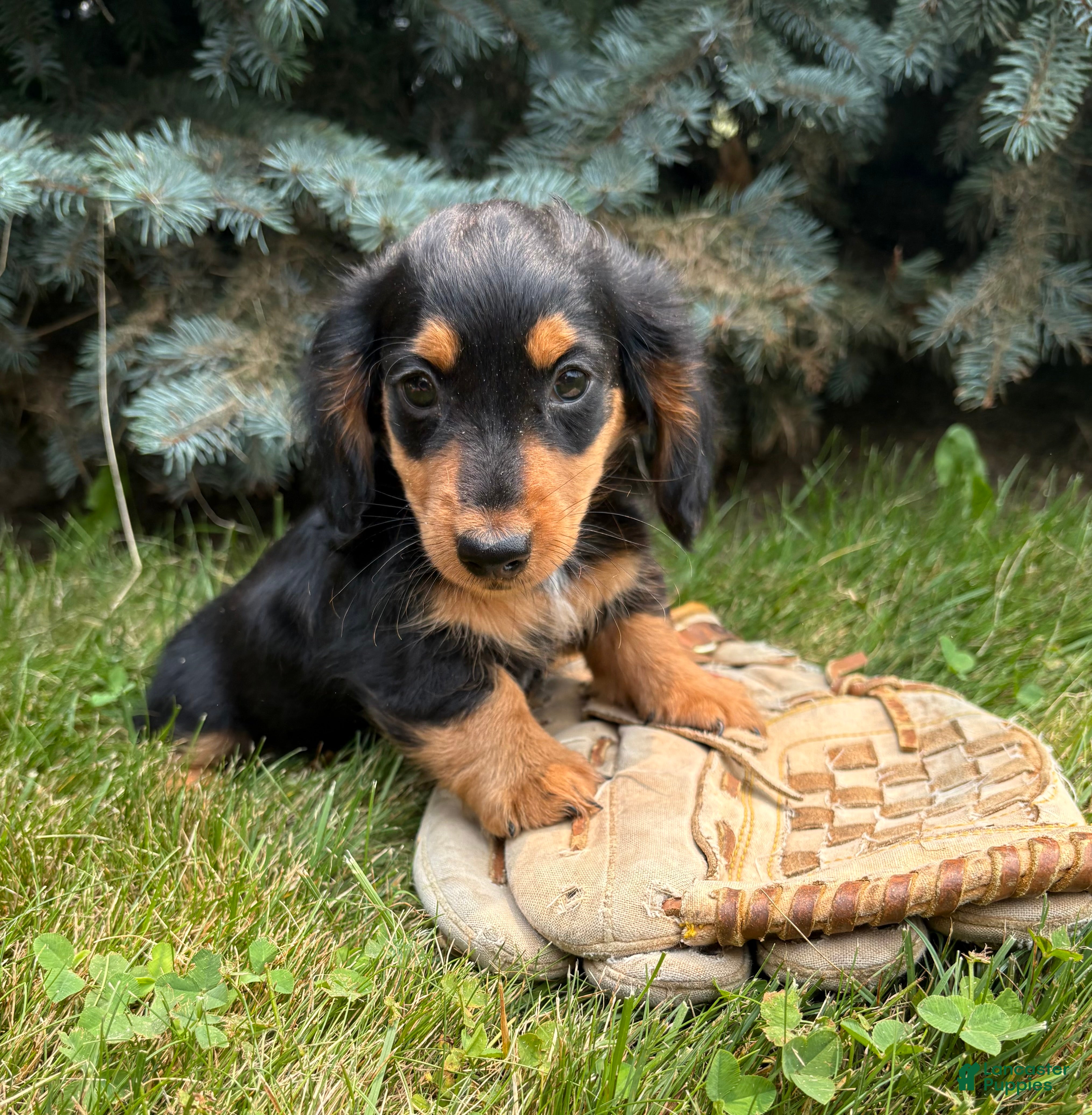 Dachshund dogs Quinn - Ad 2