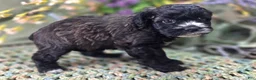 Cockapoo dogs for sale: Flopsy - Ad 3