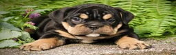 Beabull dogs for sale: Bonnie - Ad 5