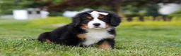 Bernese Mountain Dog dogs for sale: Mila - Ad 9