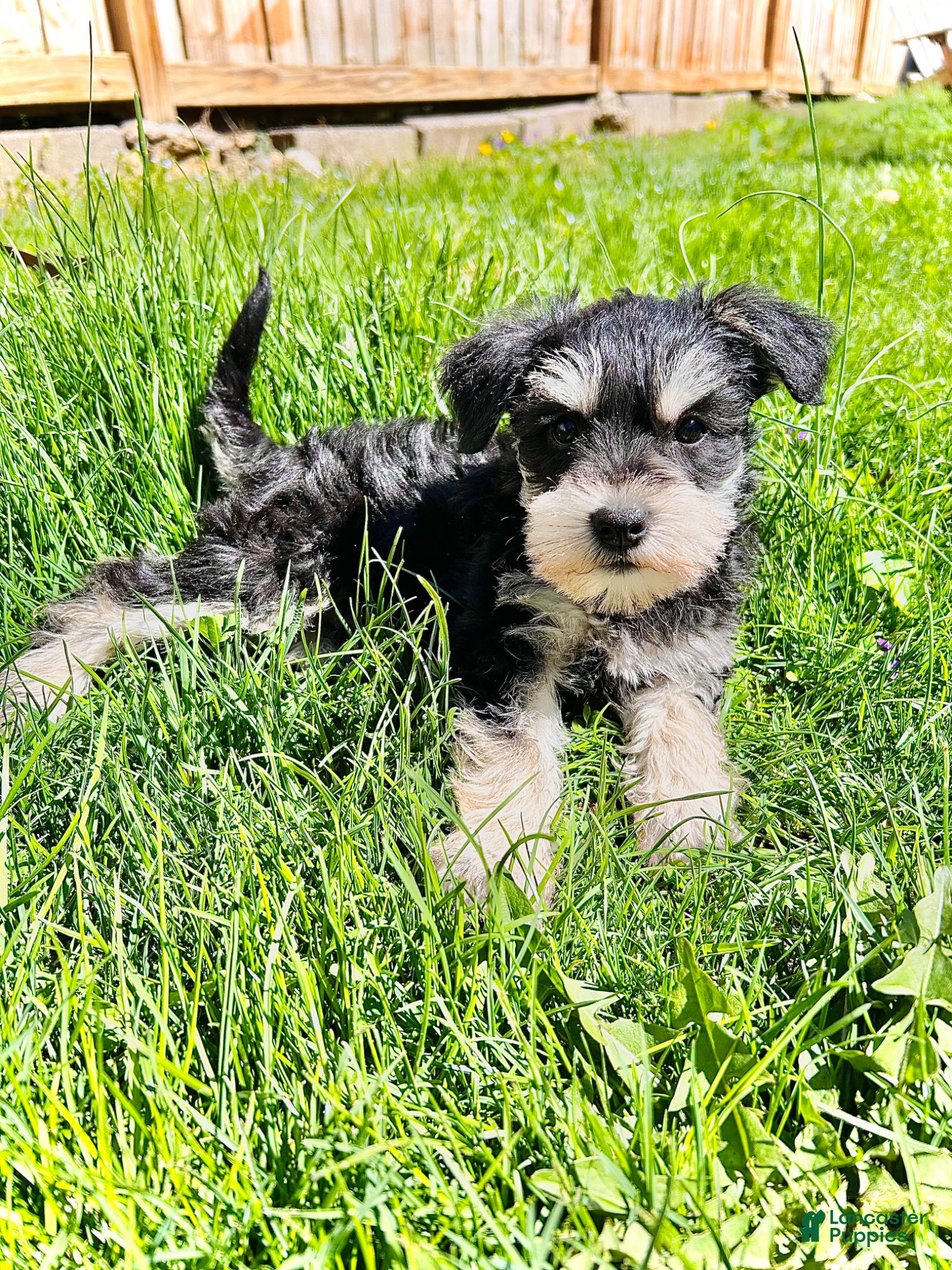 Miniature Schnauzer dogs Haven - Ad 41