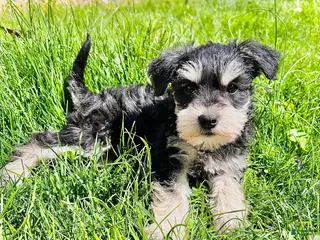 Miniature Schnauzer dogs Haven - Ad 41