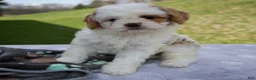 Cavapoo dogs for sale: Bella - Ad 5
