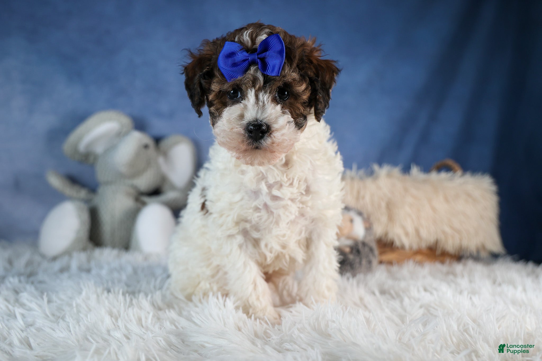 Havapoo dogs ELVIS - Ad 2