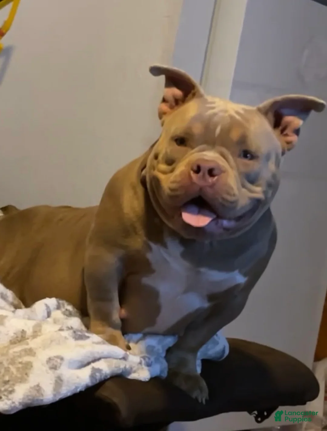 American Bully dogs for sale: American Bully Puppy 1 - Ad 5