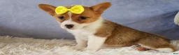 Welsh Corgi Pembroke dogs for sale:  Yvonne 🎀 - Ad 14