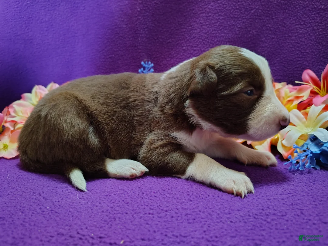 Border Collie dogs for sale: Chichi - Ad 8