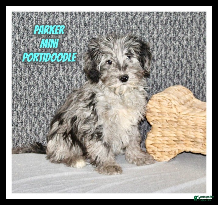 Mixed Breed dogs Parker - Ad 11