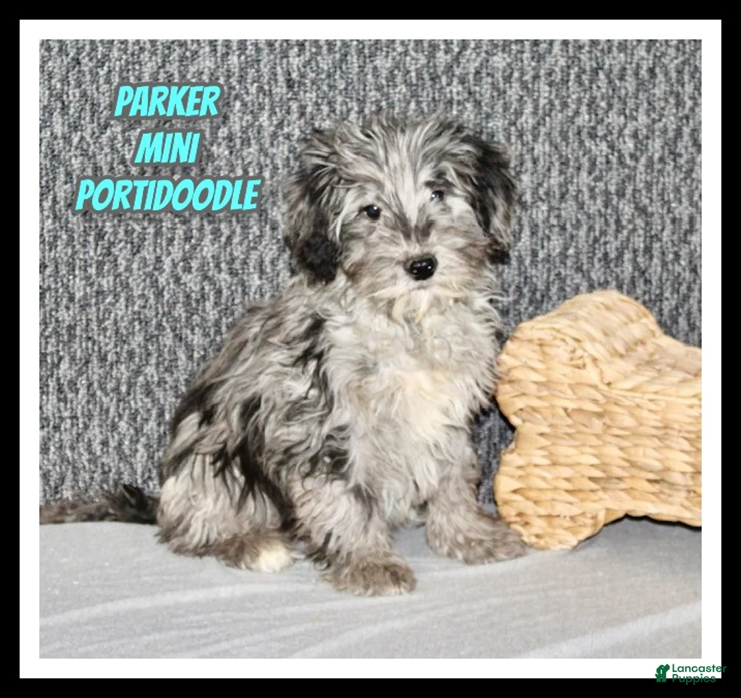 Mixed Breed dogs for sale: Parker - Ad 1