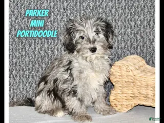 Mixed Breed dogs Parker - Ad 11
