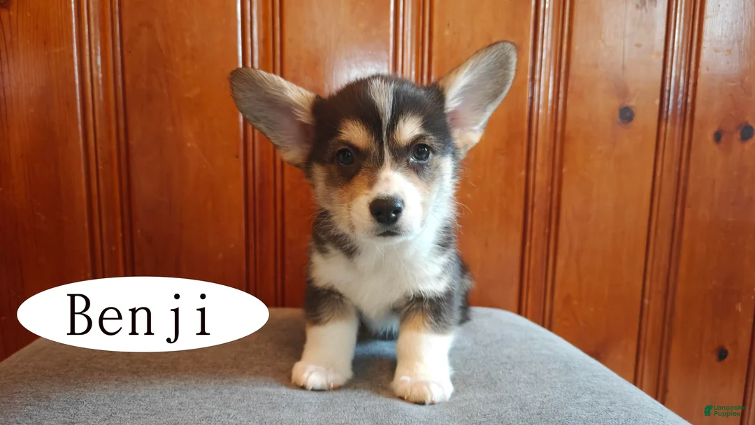 Welsh Corgi Pembroke dogs for sale: Benji - Ad 3