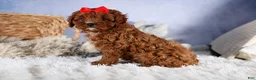 Cavapoo dogs for sale: GUS - Ad 15